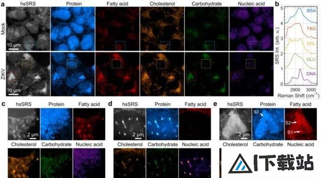 科学家用AI开发受激拉曼纳米成像技术,分辨率可达86纳米 科学家用AI开发受激拉曼纳米成像技术,分辨率可达86纳米