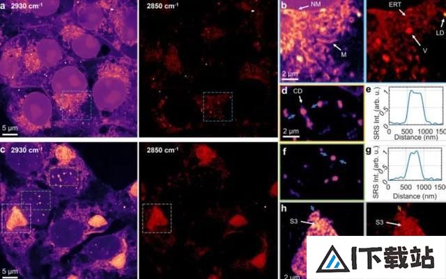 科学家用AI开发受激拉曼纳米成像技术,分辨率可达86纳米 科学家用AI开发受激拉曼纳米成像技术,分辨率可达86纳米