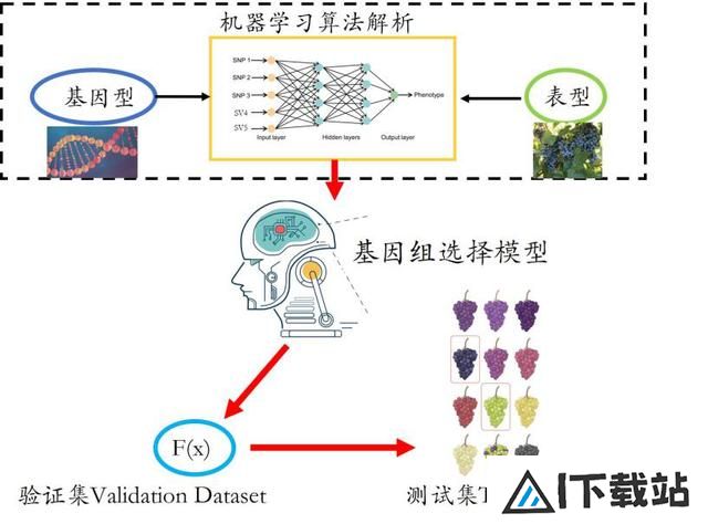 我国科学家提出人工智能推动葡萄育种新方法 我国科学家提出人工智能推动葡萄育种新方法
