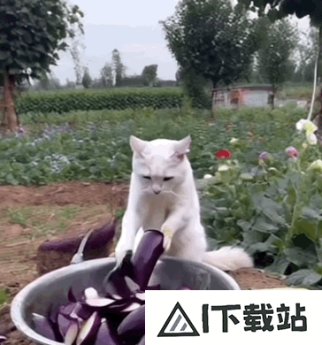 让千万网友着迷的 AI 巫师猫,凭什么成为小红书和 Instagram 的新顶流 让千万网友着迷的 AI 巫师猫,凭什么成为小红书和 Instagram 的新顶流