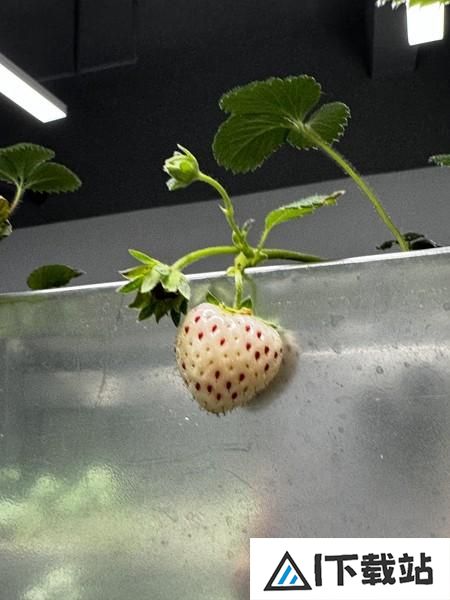 这群年轻人用“AI”种菜