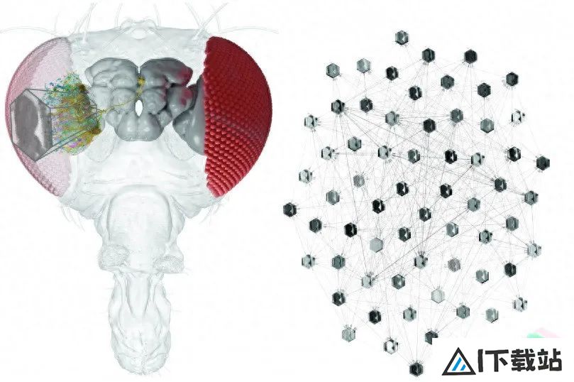 利用AI，研究人员可以对单个神经元的行为进行预测